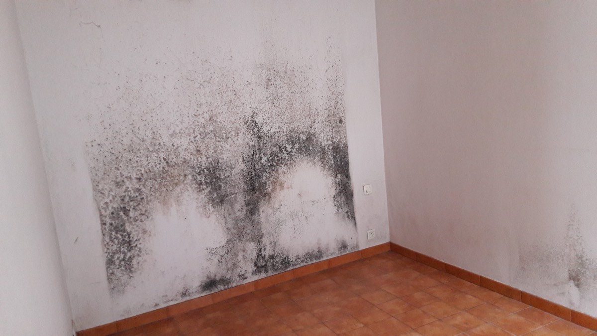 Moisissures - Expertise humidité à Paris